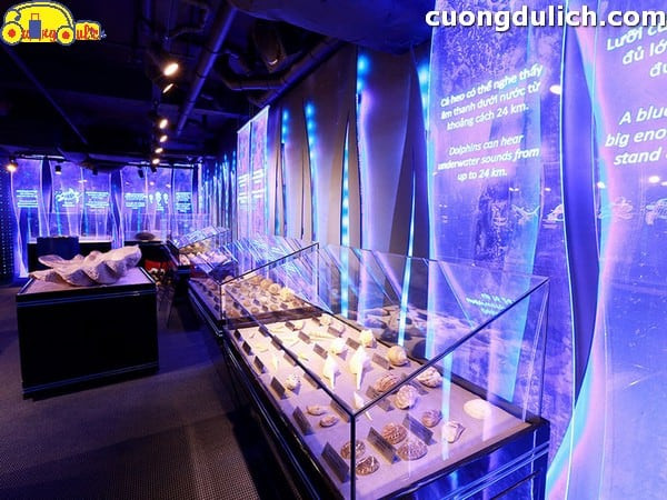 Chiêm ngưỡng mẫu vật sinh vật biển sống động tại khu trưng bày của thủy cung Times City