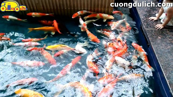 cho cá chép Koi ăn tại thủy cung Vincom Hà Nội