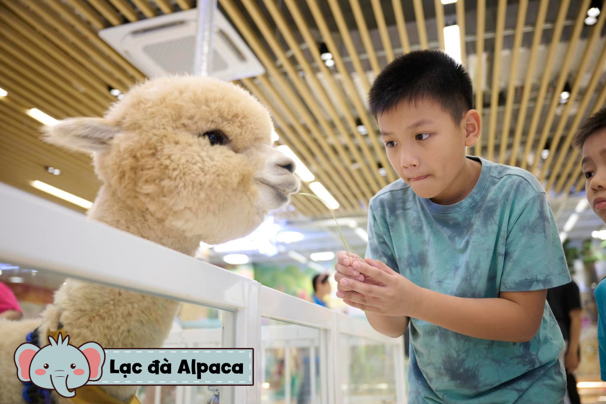 Gia đình chụp ảnh cùng lạc đà Alpaca đáng yêu tại khu trải nghiệm động vật của vườn thú chú voi con