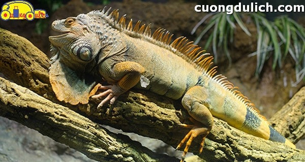 giao lưu với bò sát ở Vinpearl Aquarium