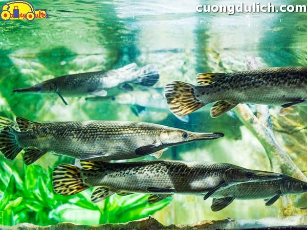 khu cá nước ngọt tại thủy cung Vincom Hà Nội