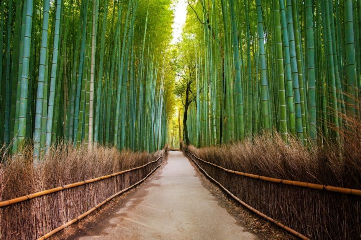 Rừng tre Arashiyama, một địa danh nổi tiếng Nhật Bản ở Kyoto