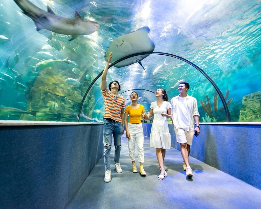 Bên trong Thủy cung Times City với đa dạng sinh vật biển, một trải nghiệm thú vị