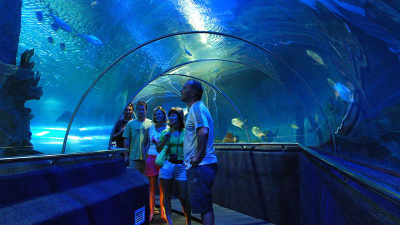Du khách tham quan Vinpearl Aquarium Times City, khám phá thế giới sinh vật biển đa dạng bên trong thủy cung