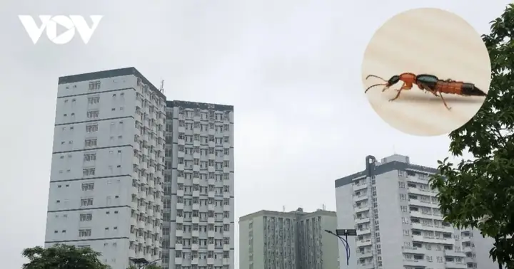 Kiến Ba Khoang Ở Chung Cư: Nguyên Nhân, Dấu Hiệu Nhận Biết Và Cách Xử Lý Hiệu Quả