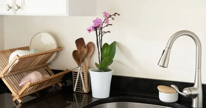 Trồng Cây Trong Nhà Chung Cư: Giải Pháp Xanh Cho Không Gian Sống Thượng Lưu